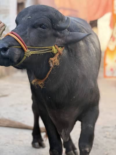 Healthy Male Buffalo