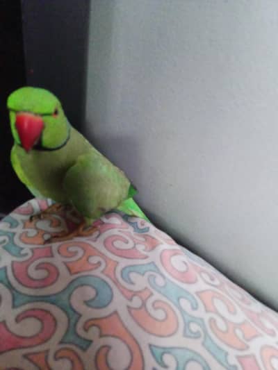 ring neck