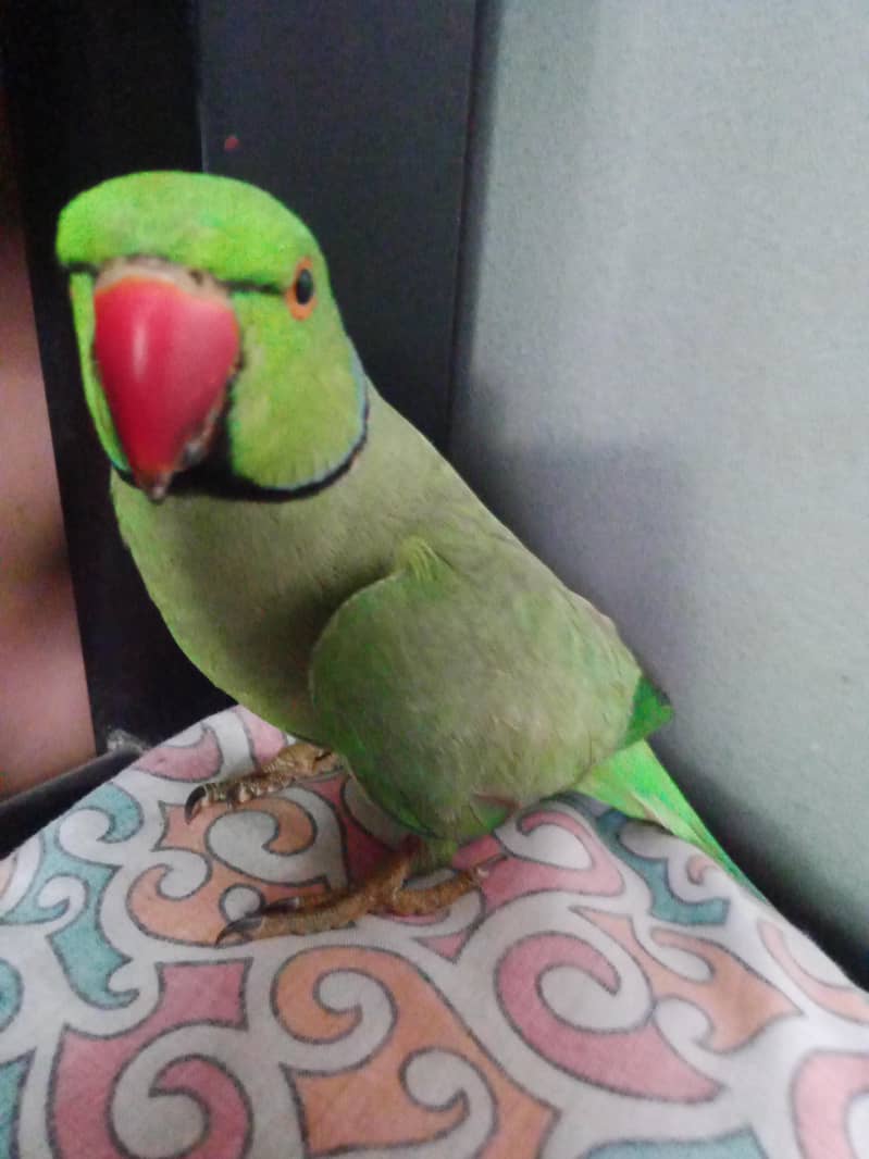 ring neck 1