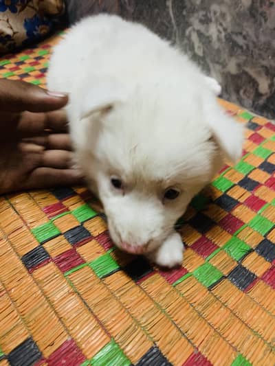 male pink nose