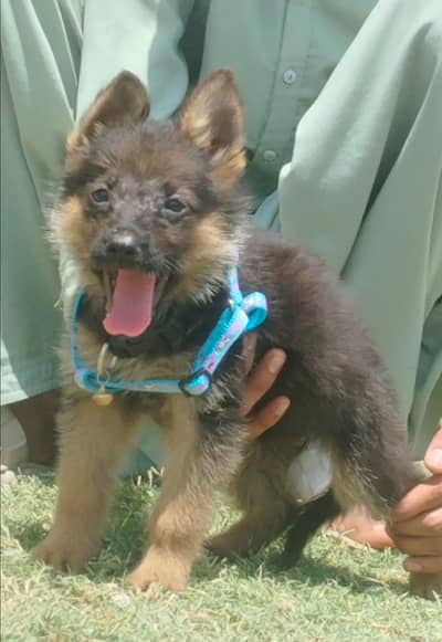 Pure Jerman shefard dubble coted female 2 month for sale