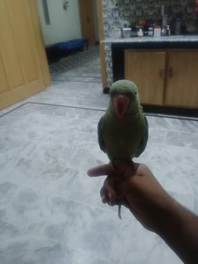 beautiful parrot