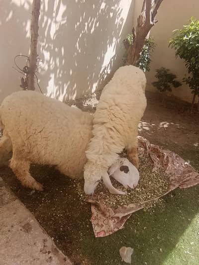 heavy big size chatrey only 2 available03334464879