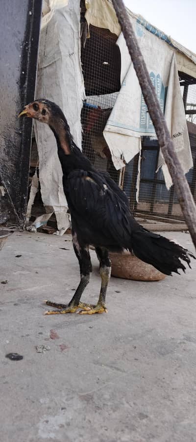 Pure burmi Aseel chick available for sale