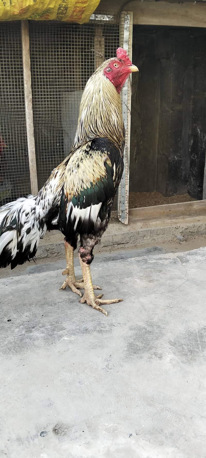 java aseel hen 0