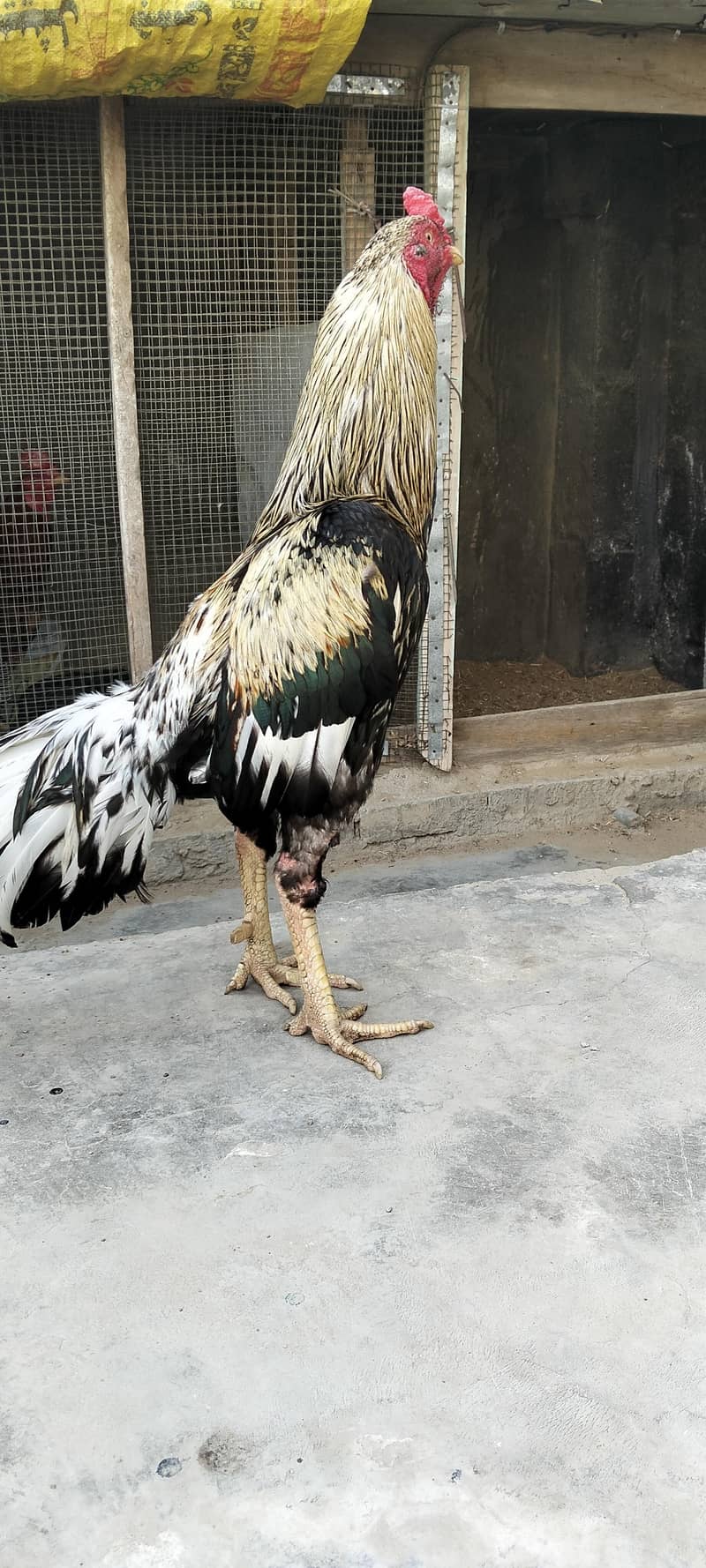 java aseel hen 1