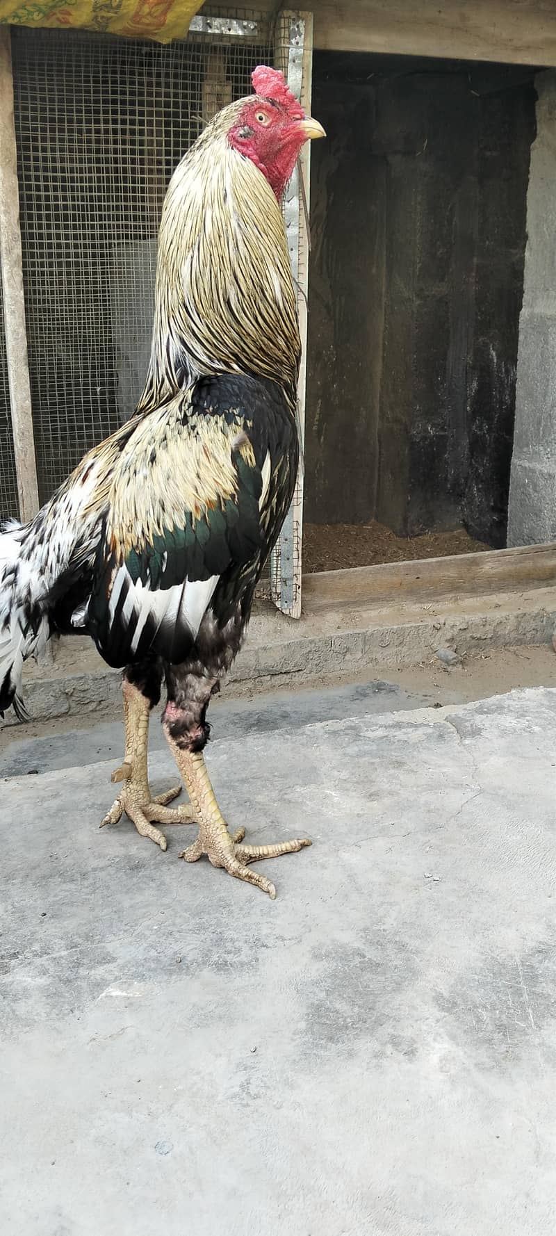 java aseel hen 2