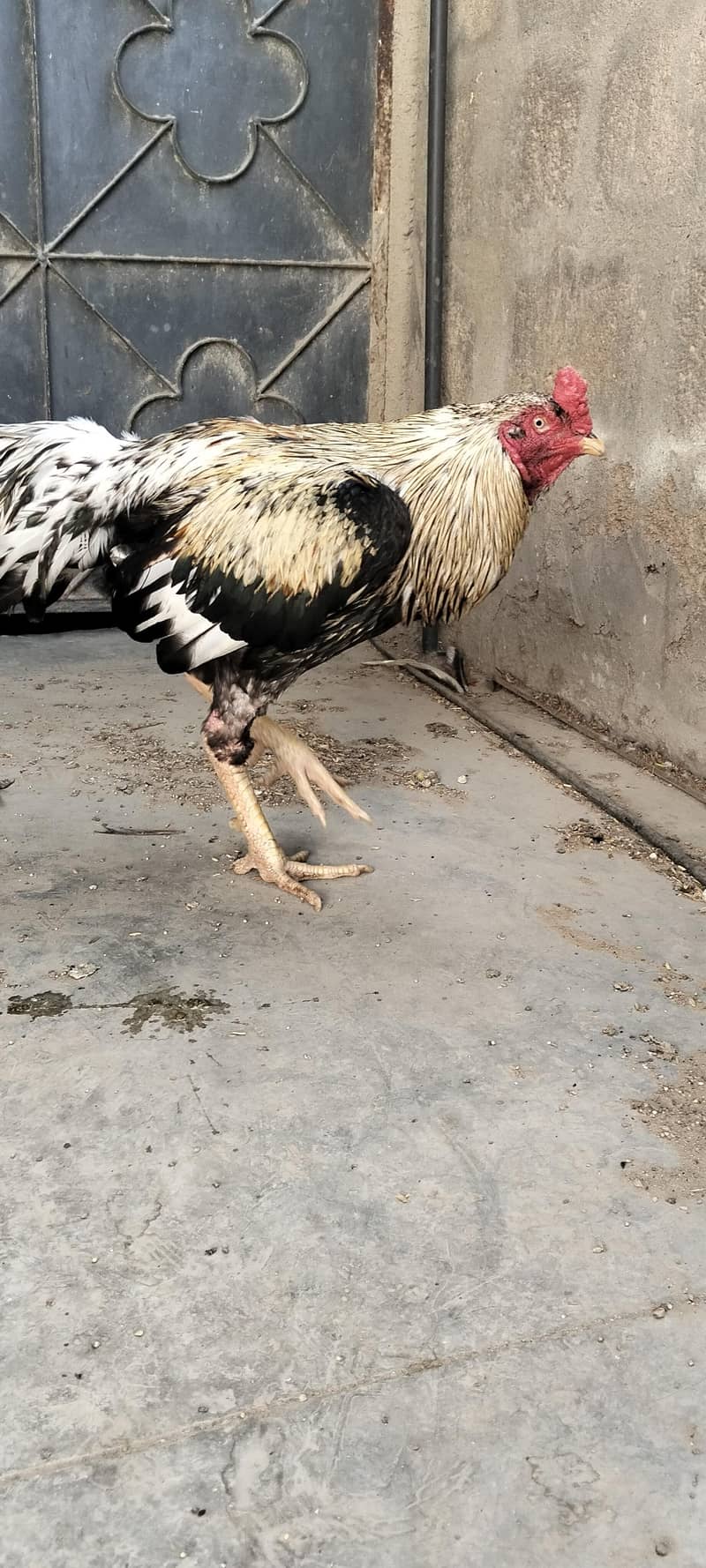 java aseel hen 6