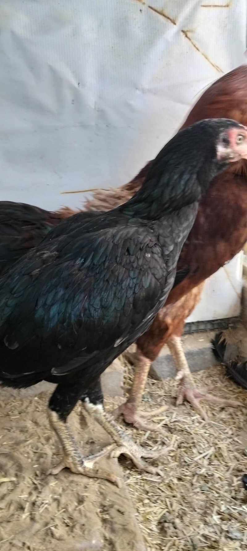 java aseel hen 8