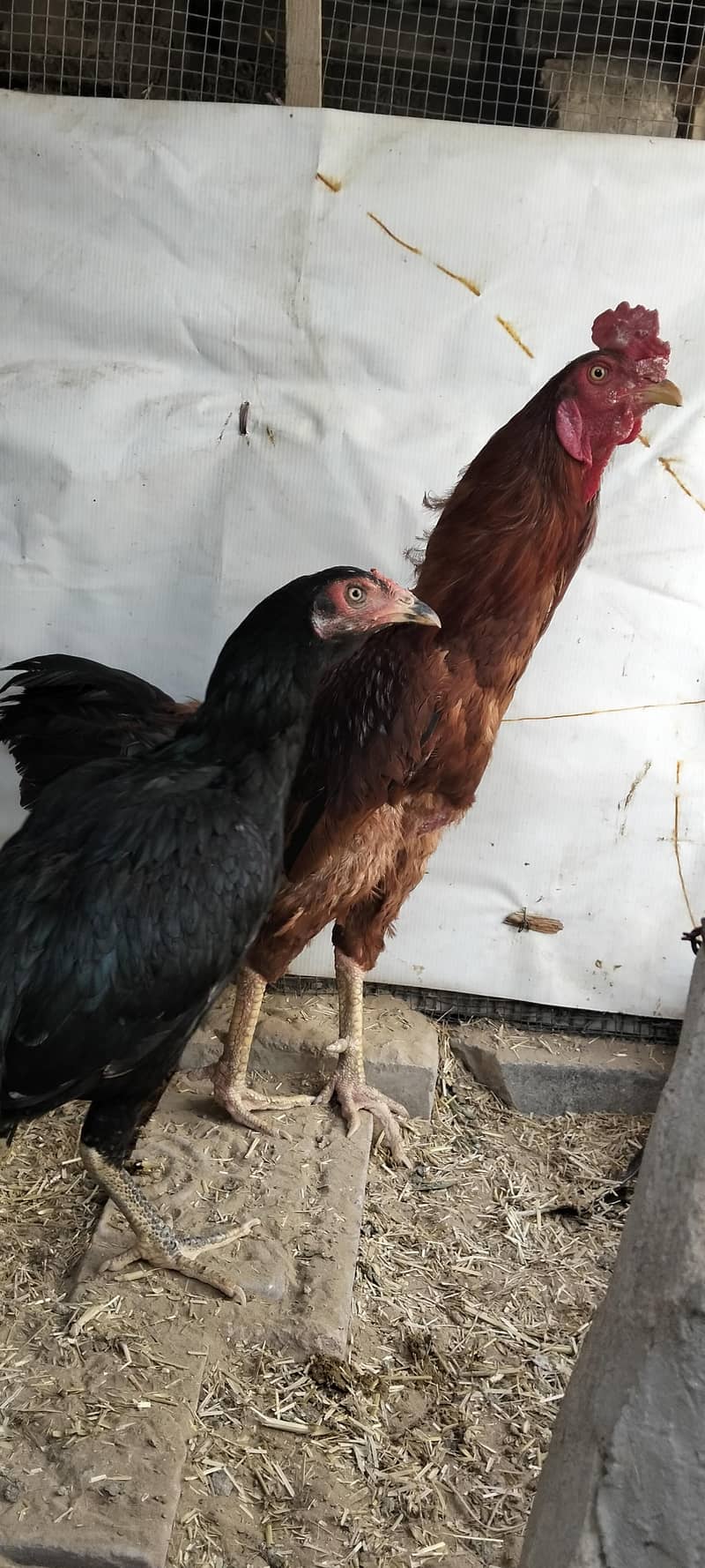 java aseel hen 9
