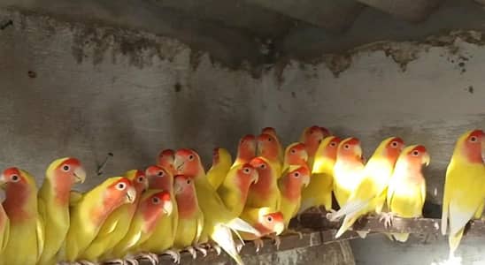 Birds