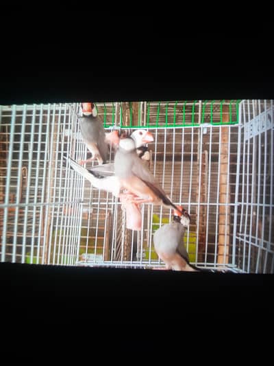 Java 2 breeder pair and 1 extra female for sale