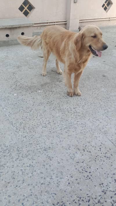 golden retriever good and healthy and friendly