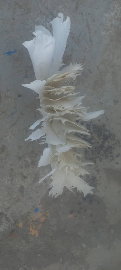 pigeon's feathers