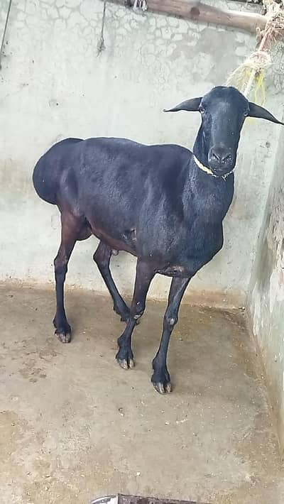 Beautiful Dumba