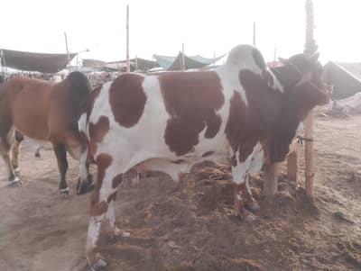 cow for sale
