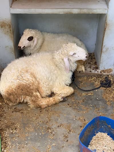 Bher (dumba) available only serious buyer contact