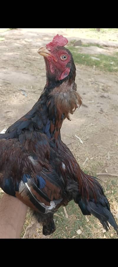 Amroha Young pair High breed whtsapp 03480008558