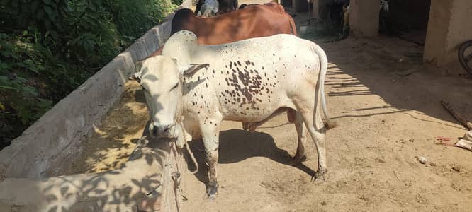 Desi Vera Donda 2026 Qurbani 4.5 man weight sehatmand our khubsurat