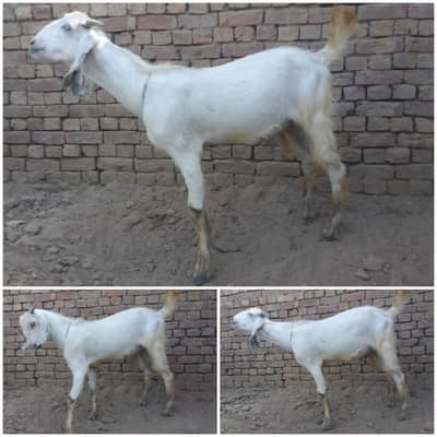 Beautiful white Desi Bakra for Eid Qurbani | Do dant wala Khasi Bakra