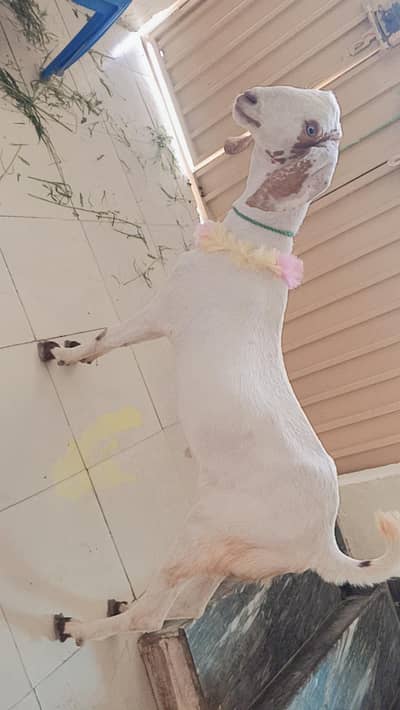 pure desi bakra