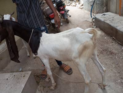 Nasli Bakra Hai
