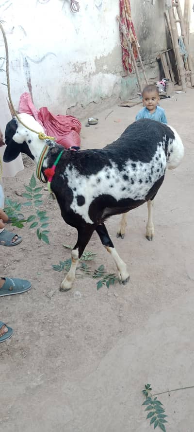 Dumba/Chatra