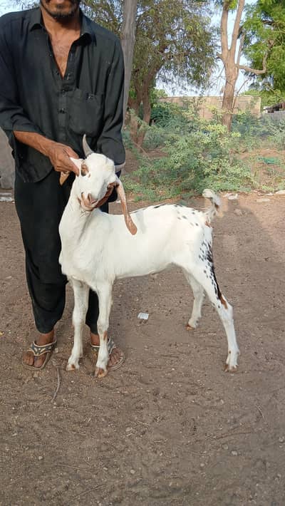 fresh 2 dant bakra for qurbani 2026