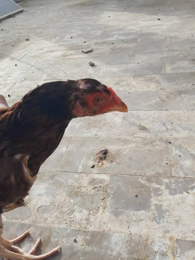 Aseel hen