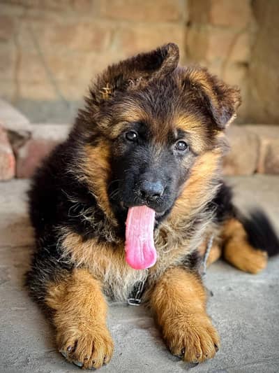 Long coat GSD and Rotwiller