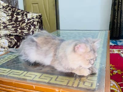 Persian cat For sale