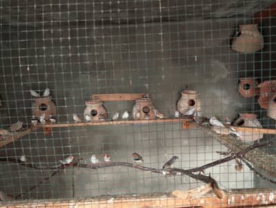 Finches for Sale