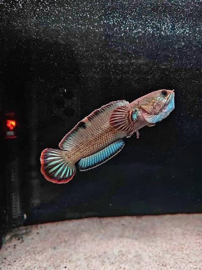Blue Bengal Channa Vibrant Male