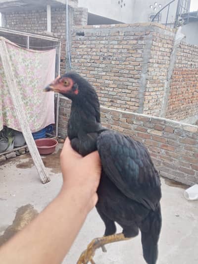 Aseel miawalia pathi for urgent sale
