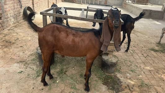 Male Goats 