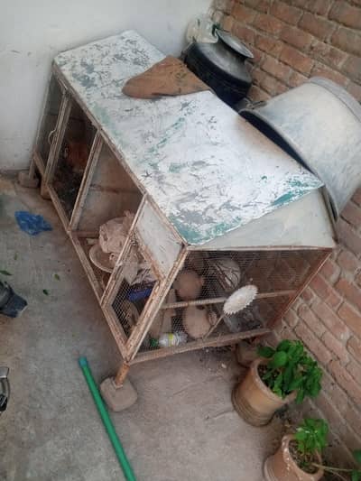 about 40 kg parrat house ready for selling