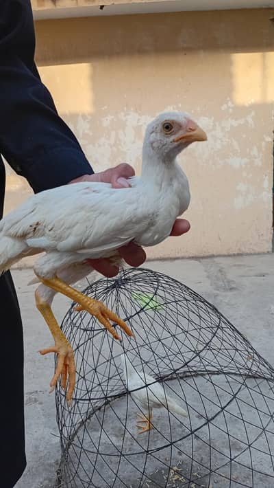 Aseel Heera Chick For Sale
