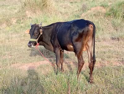 bail  for sale 2 lakh 20k Ka
