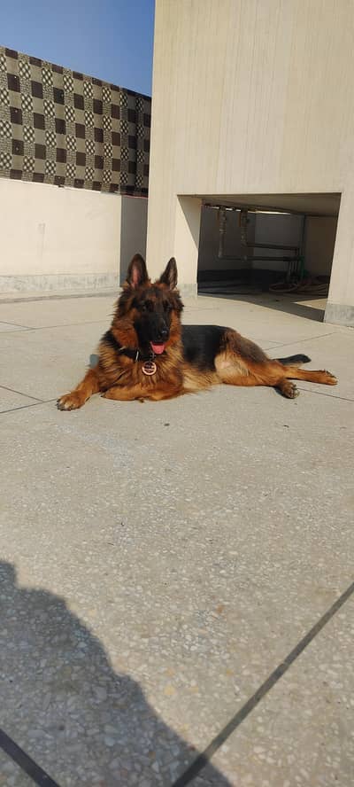 Premium Long Coat 13-Month-Old Female German Shepherd