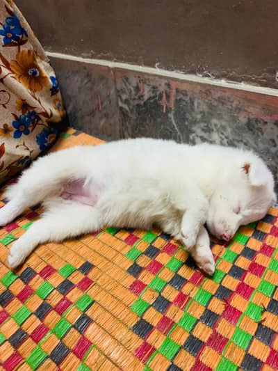 male pink nose