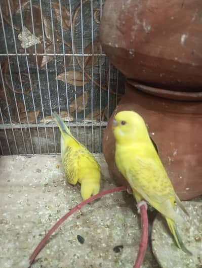 Home  abale pair
