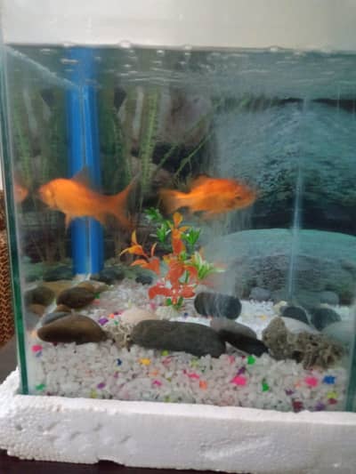 Fish, Aquarium and Accessories