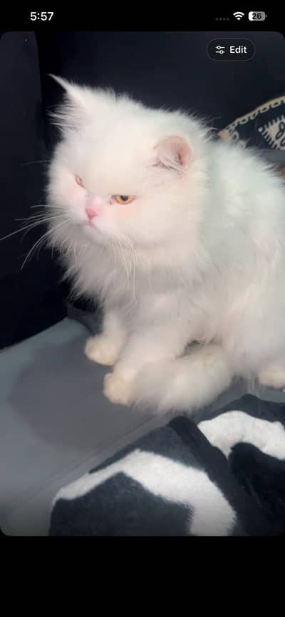 Whoever is interested in my cat, text me. ”