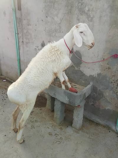 for qurbani