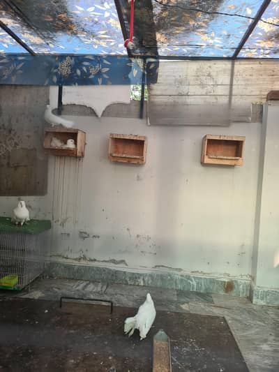 fantail pegion
