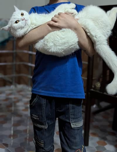 Persian Female Cat (03119086174)