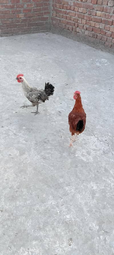 4 hens available for sale