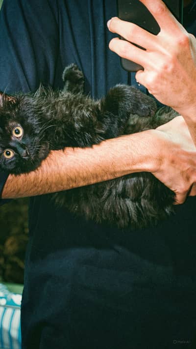 Persian double coated kitten