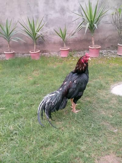 aseel murga