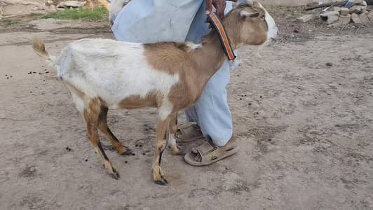 Bakri Qurbani k liay
